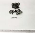 Click for 1 image(s) for this accession. FRUIT
